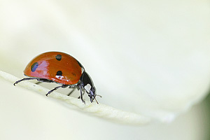 coccinelle01