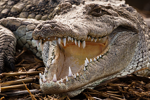 croco001