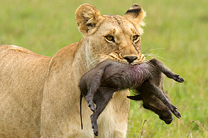 croque-lion-01
