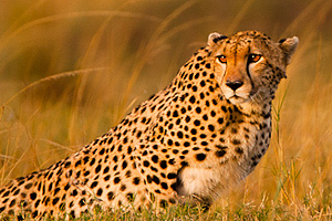 guepard-109