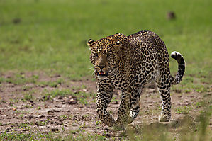 Le léopard