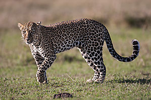 Le léopard