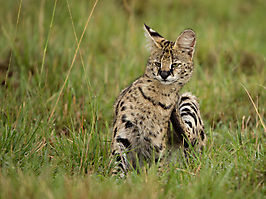 Le serval