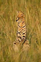 Le serval - Leptailurus serval