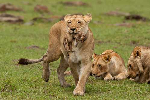La lionne et son premier lionceau juste après la naissance