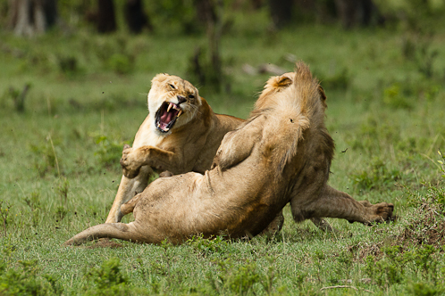 La lionne  enceinte chasse un jeune mâle d'une autre famille
