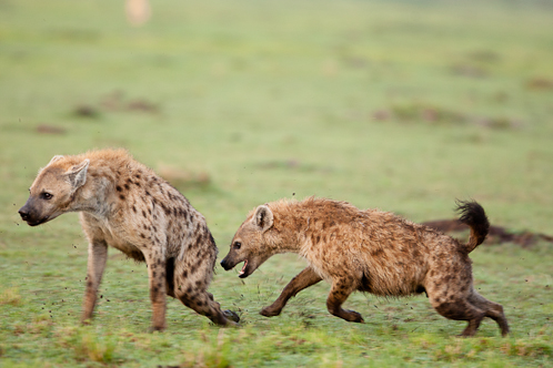 Les jeunes hyènes se chamaillent pendant que le soleil se lève