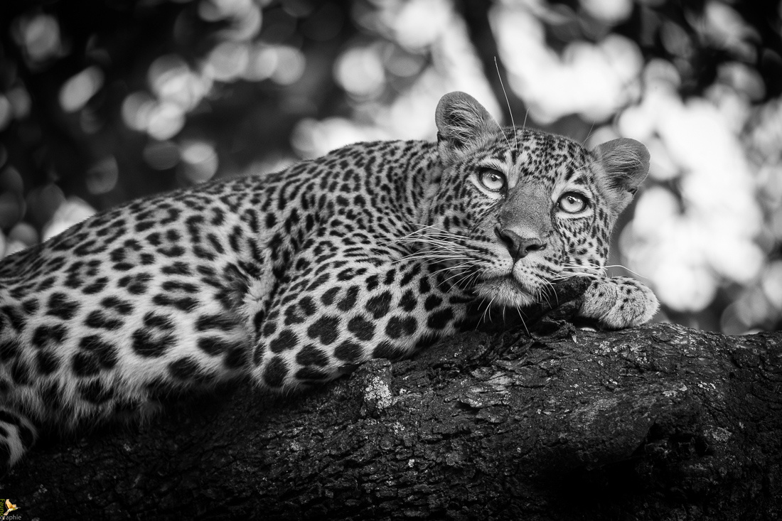 Macro et proxi photo - Catégorie: L'animalier en noir et blanc
